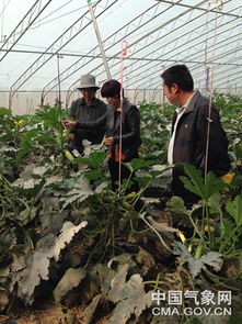温室西葫芦， 病虫害防范很重要