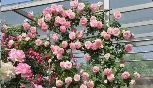 新买藤本月季大苗的养护
