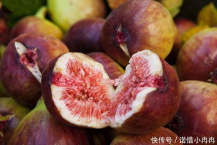 室内养无花果，需了解品种特性和养护技巧