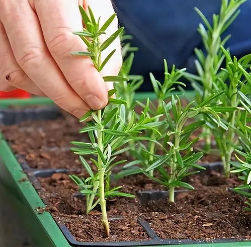 迷迭香种植需要注意哪些土壤和光照条件