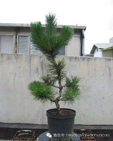 家里嫩养松树吗