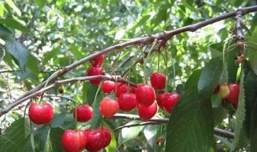 大樱桃树，3年开花结果，养眼又致富！
