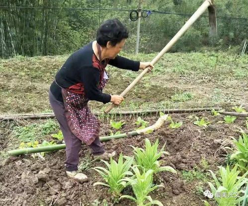 一个乡镇因一棵萝卜的种植而实现经济腾飞