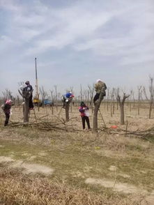 果树嫁接：技术分享