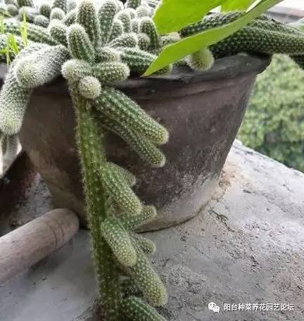 仙人指养殖，如何让它开花不断