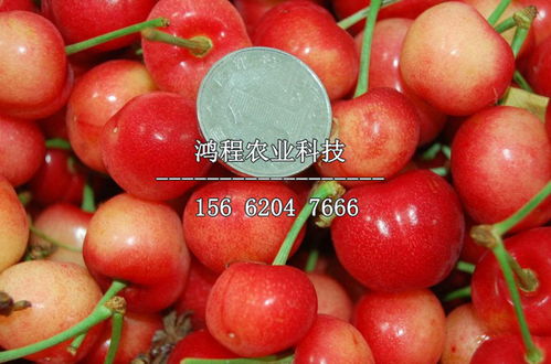 果实膨大期， 水分不Neng少