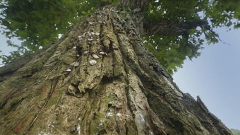 徐州盐肤木种植，存活率低？政策补贴和技术突破来帮忙！