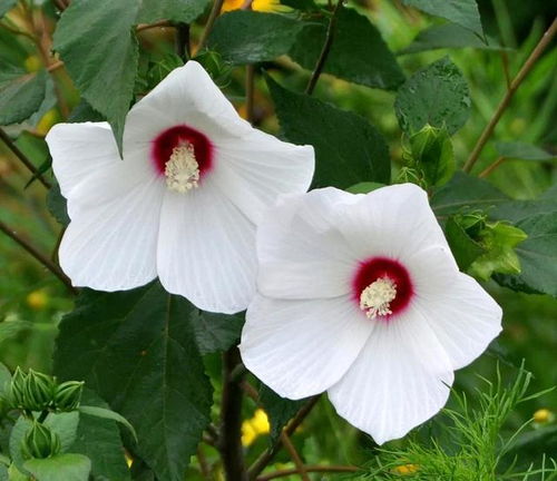 芙蓉葵种植时如何避免病虫害，提高成活率的小妙招有哪些