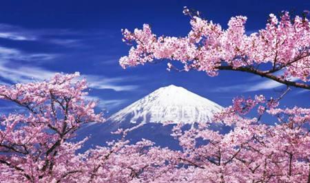 日本樱花，你可知它为何成为国花