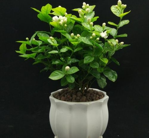 如何科学养护非洲茉莉使其枝繁叶茂