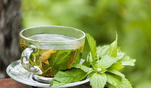 新鲜薄荷叶可凉拌、泡茶、烹饪，清新提神