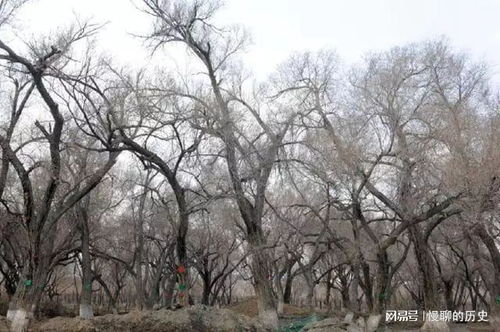 榆树修剪与施肥技巧