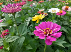 夏天花朵盛开时你准备好了吗?