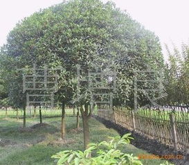 苗木供应发布网官网上的桂花树苗价格大揭秘！