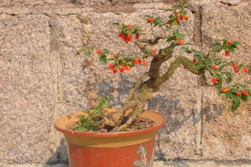 养护桔子树， 用心观察是关键