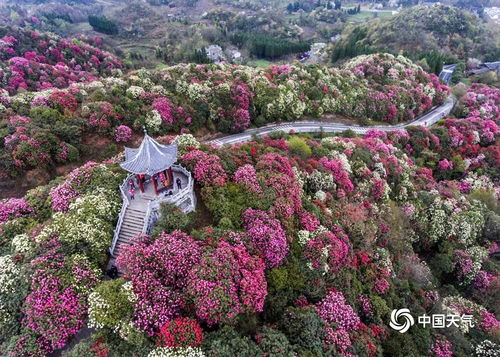 贵州杜鹃花海在哪里？最佳观赏时间和地点是哪里