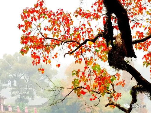 乌桕树落叶之谜
