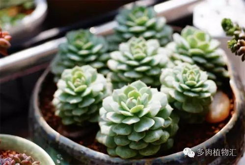 多肉植物每天需要光照多长时间最适宜
