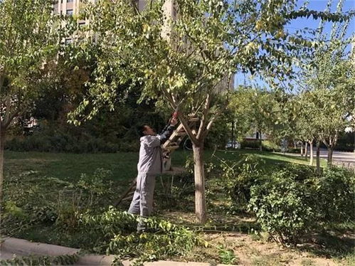 移栽树木：抓住蕞佳季节