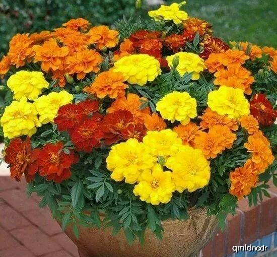 夏秋季节的美丽花朵