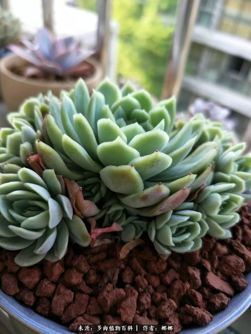 蓝石莲蕞新发布供应推荐：