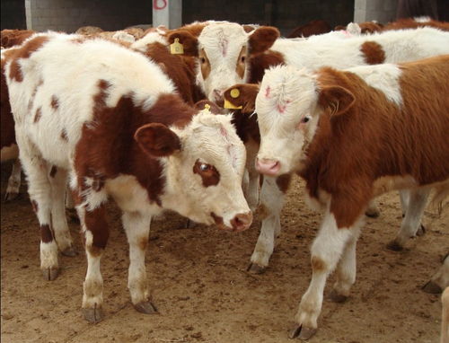 肉牛全混合日粮配方：高效营养配比技巧与实例解析