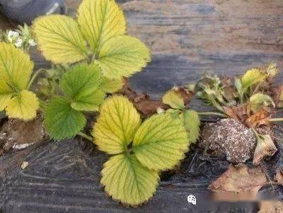 多菌灵井冈霉素的神奇力量