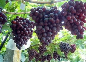 葡萄苗大杂烩：双杰葡萄树苗种植场， 你的葡萄梦工厂