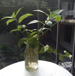 寻找那细茎小白花