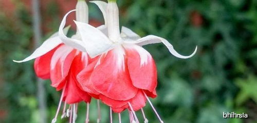 花卉伏倒，是何原因导致