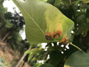 梨树叶黄点带毛是梨锈病吗？如何有效防治梨树梨锈病