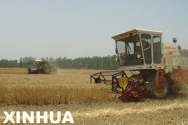 小麦白粉病的烦恼与抗病品种的曙光