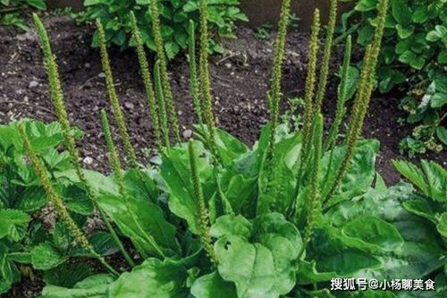 种了五年车前草子， 我算是悟了：堪地温比翻日历靠谱