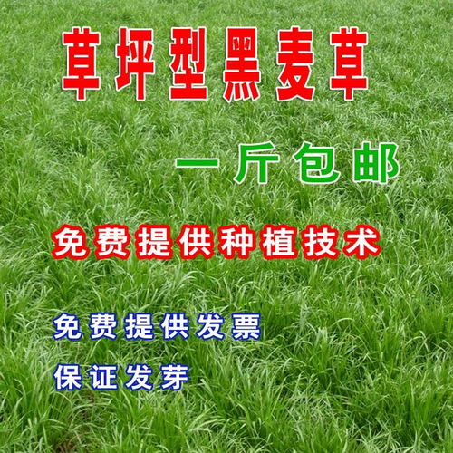 苗木篇：种子播种时间要讲究