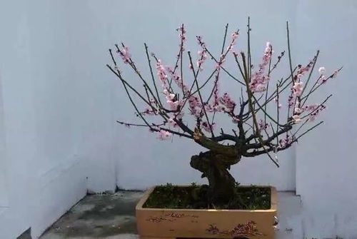 红梅盆景修剪视频：前半部分展示核心技巧