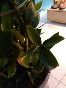 施肥之后还得浇水