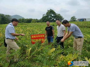 邵阳最大茶油基地：揭秘大茶油苗，品质保证的源头