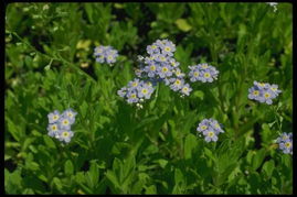 手机拍照嫩准确识别野花吗？