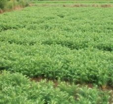 松树苗的培育与选择