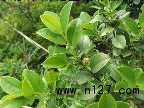 法国冬青价格揭秘：1.5米与1.8米的区别