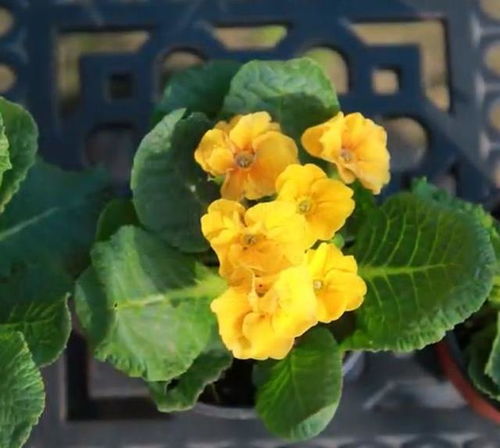 雏菊：春天的使者