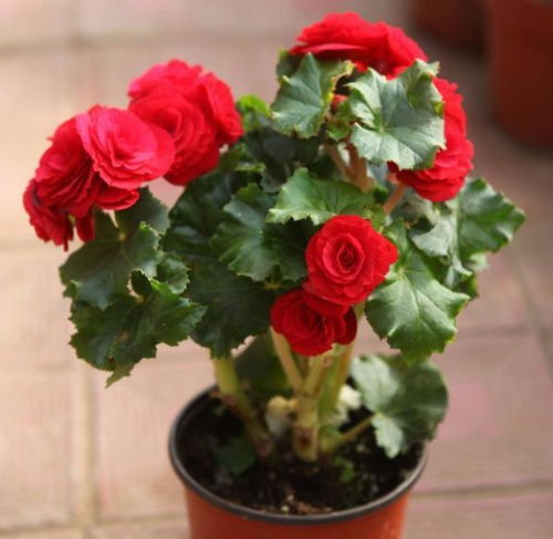 北方种花的小窍门