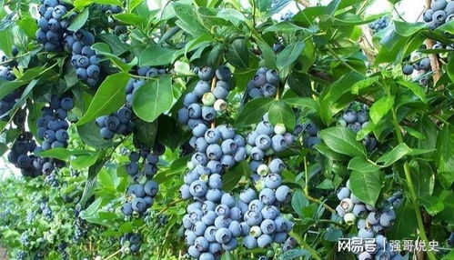 适合北方种植的蓝莓品种
