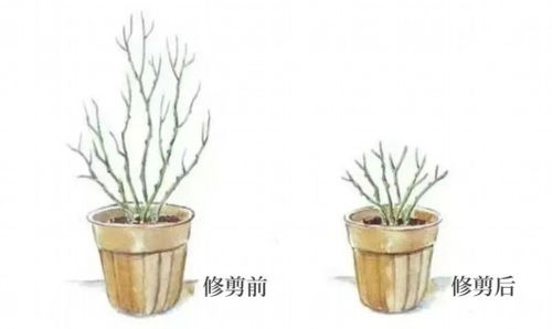 月季，美丽与力量的象征