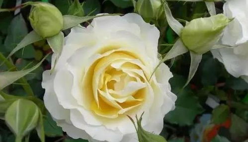 夏尔戴高乐月季的花期揭秘