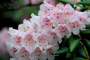 杜鹃花种植小贴士