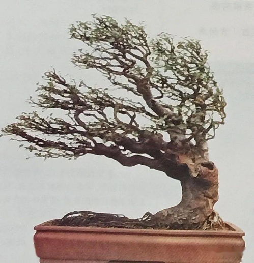 塑造苍劲的根基造型