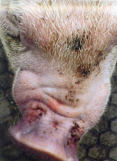 猪传染性萎缩性鼻炎有哪些治疗方法，养猪人必kan吗？