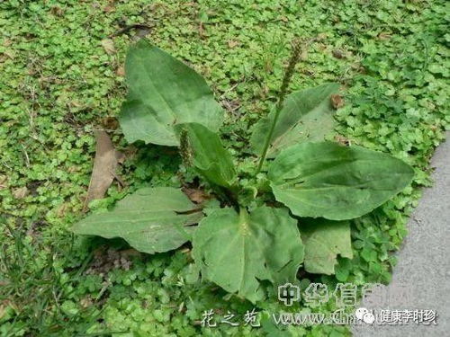 如何同过一克真实粒数检测，避免购买车前草种子时被坑30%成本？