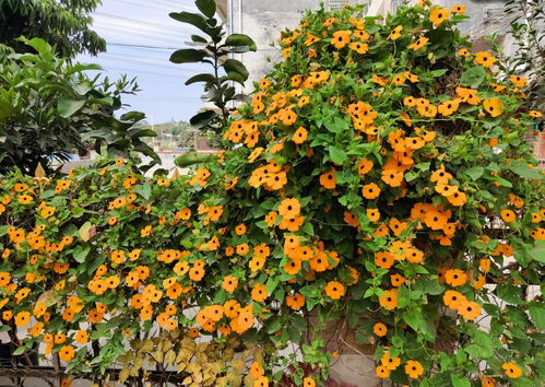 黑美人月季，优点与缺点一探究竟